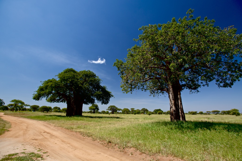 Baobabtræ