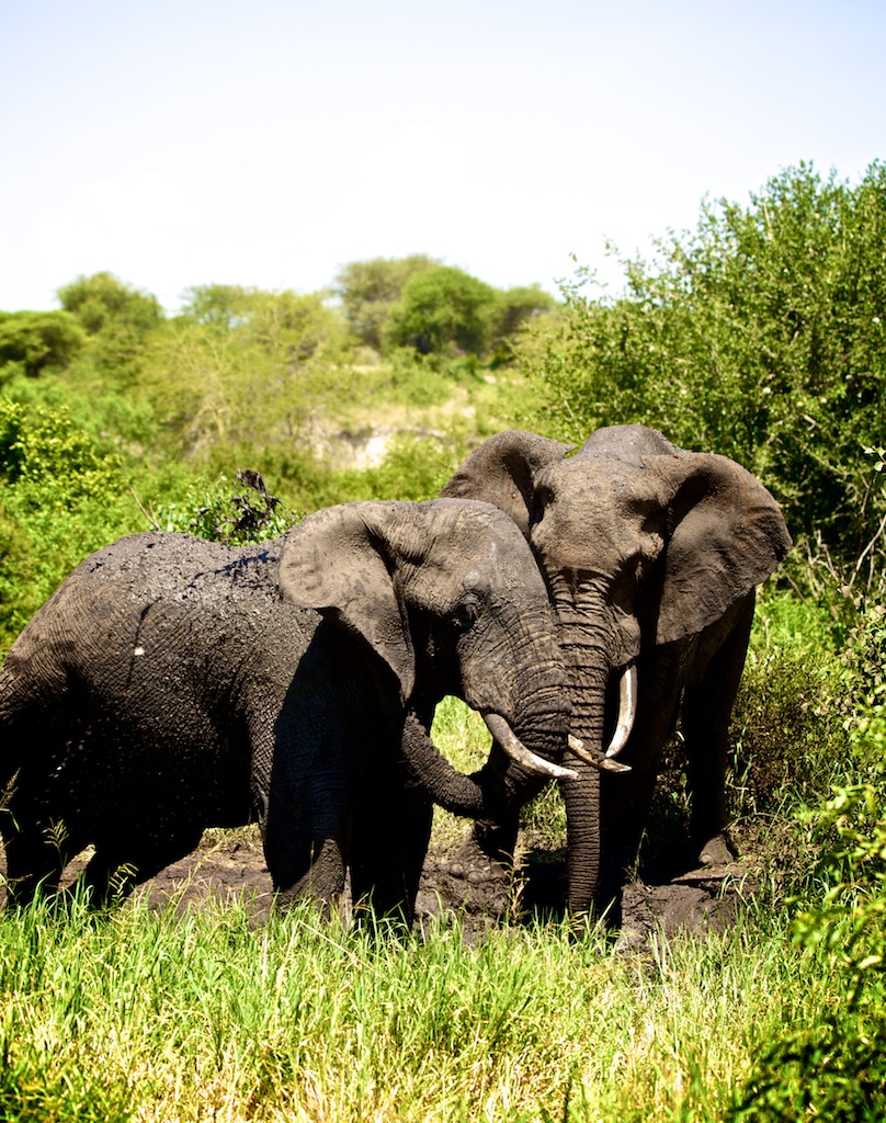 Elefanter i mudderhul