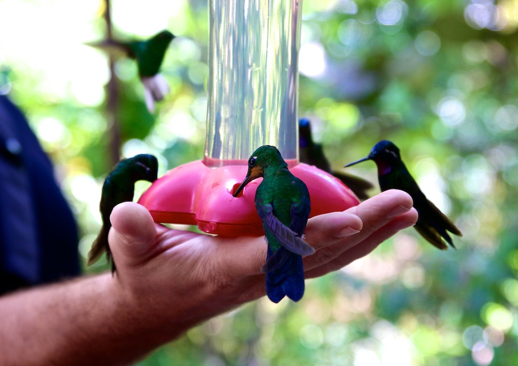 Kolibri i Monteverde_Costa Rica 11