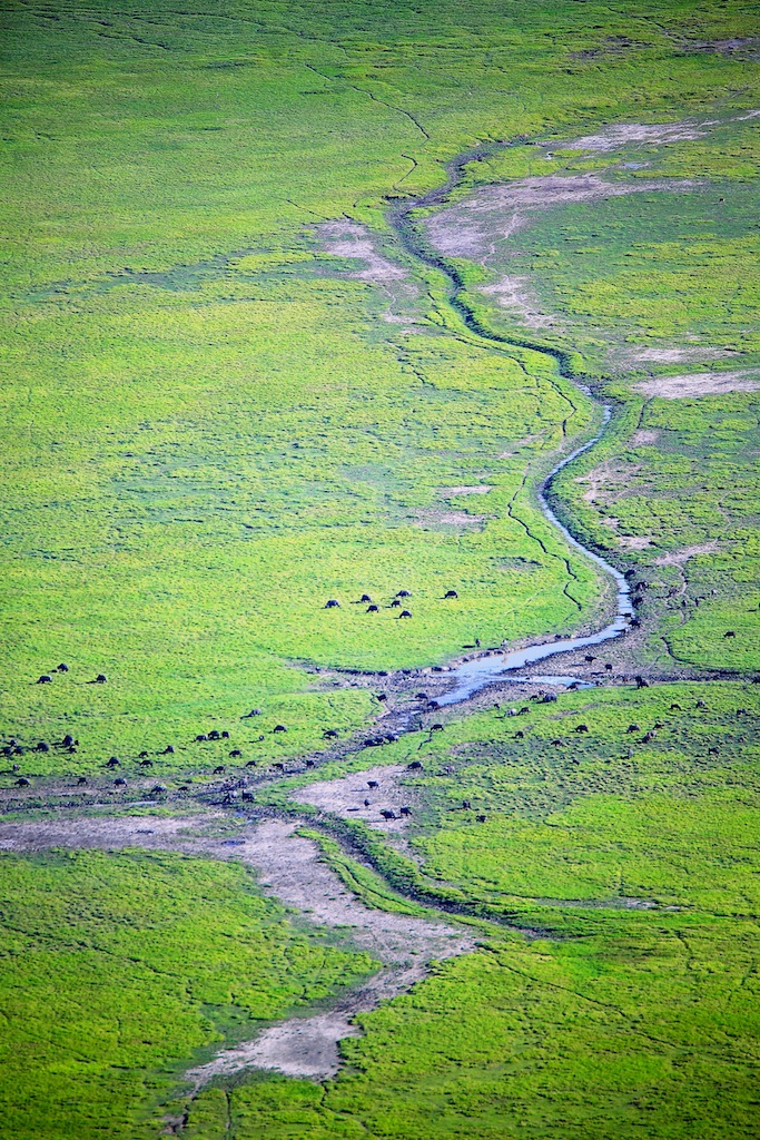 Ngorongoro 