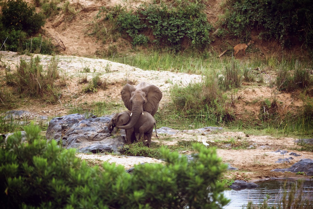 Elefanter i Sydafrika_Kruger Nationalpark