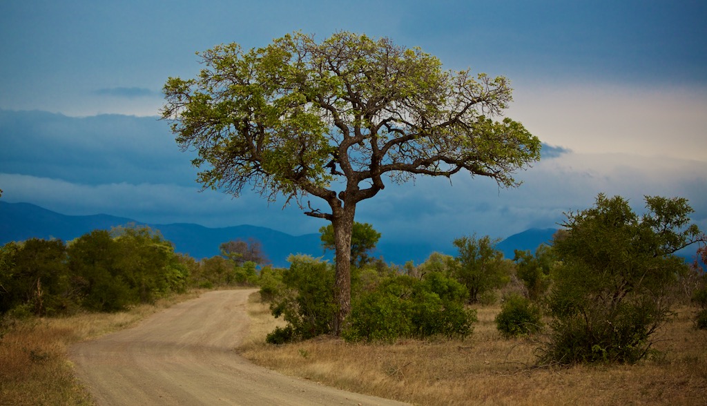 Akacietræ i Sydafrika