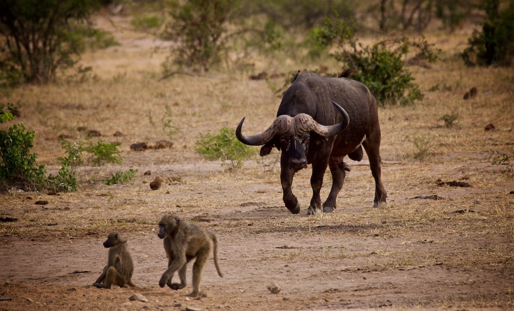 Bøffel i Kruger Nationalpark