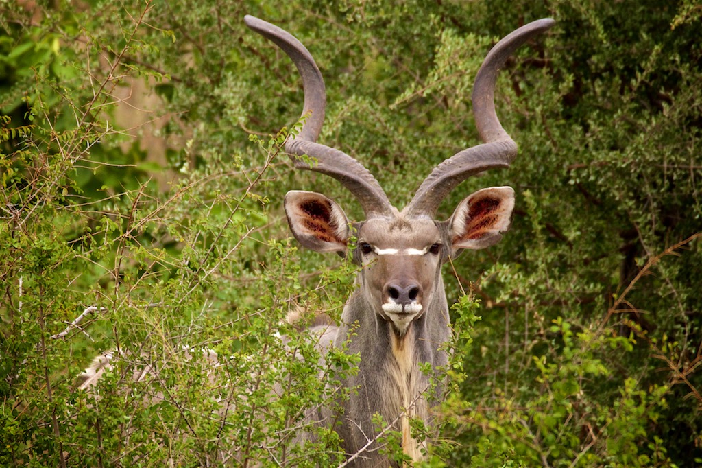 Kudu set på safari i Sydafrika