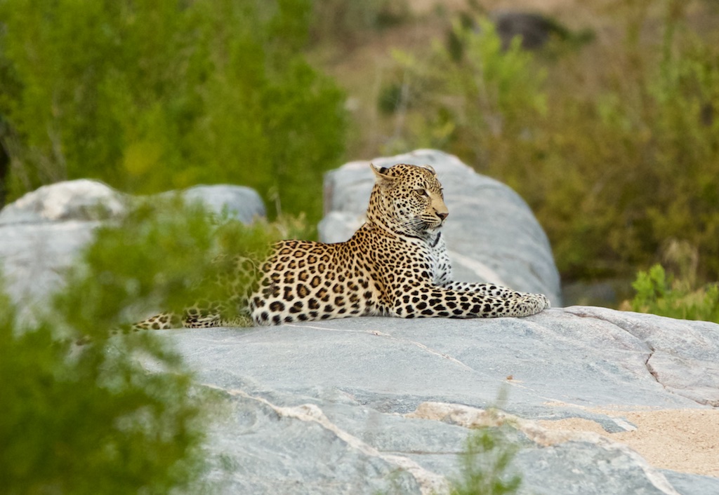 Leopard i Kruger Nationalpark