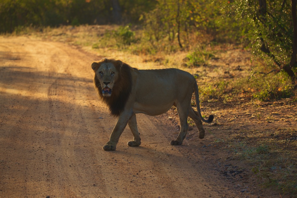 Løve i Kruger Nationalpark i Sydafrika