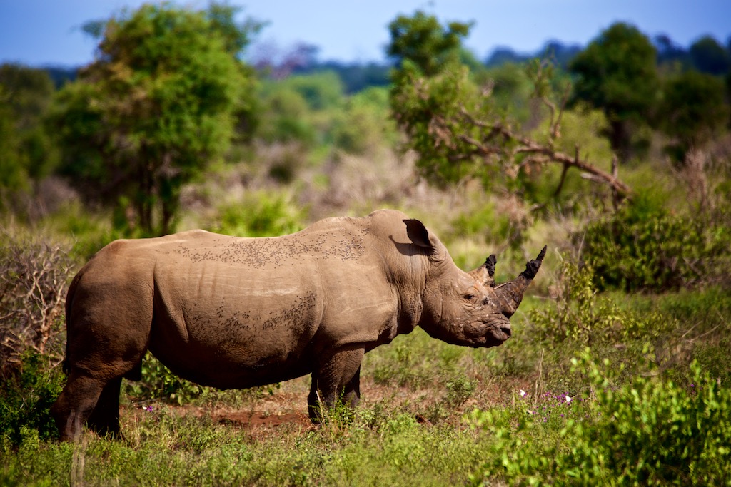 Safari i Sydafrika - næsehorn
