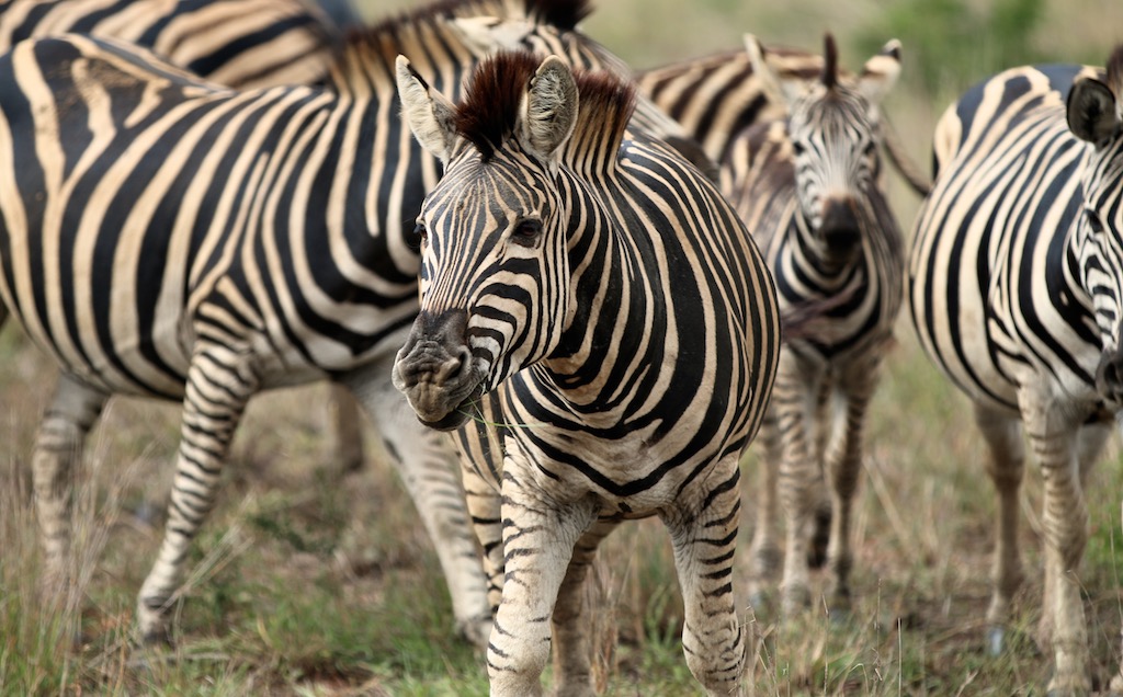 Zebra i Kruger Nationalpark