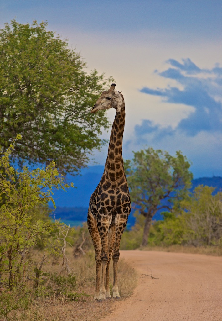 sydafrika-safari