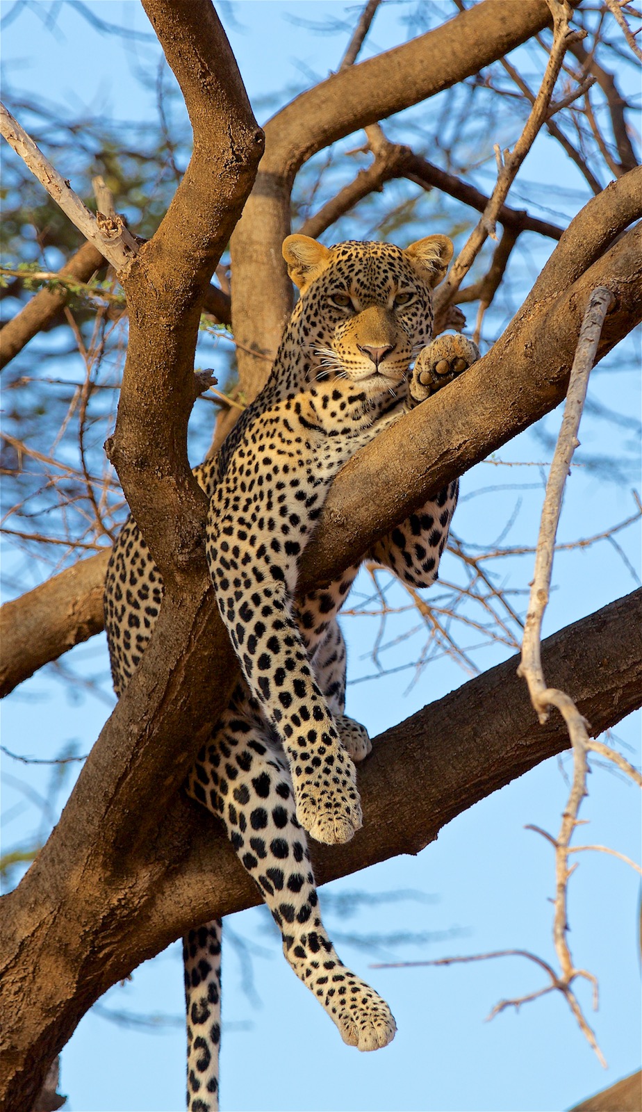 Leopard i Kenya