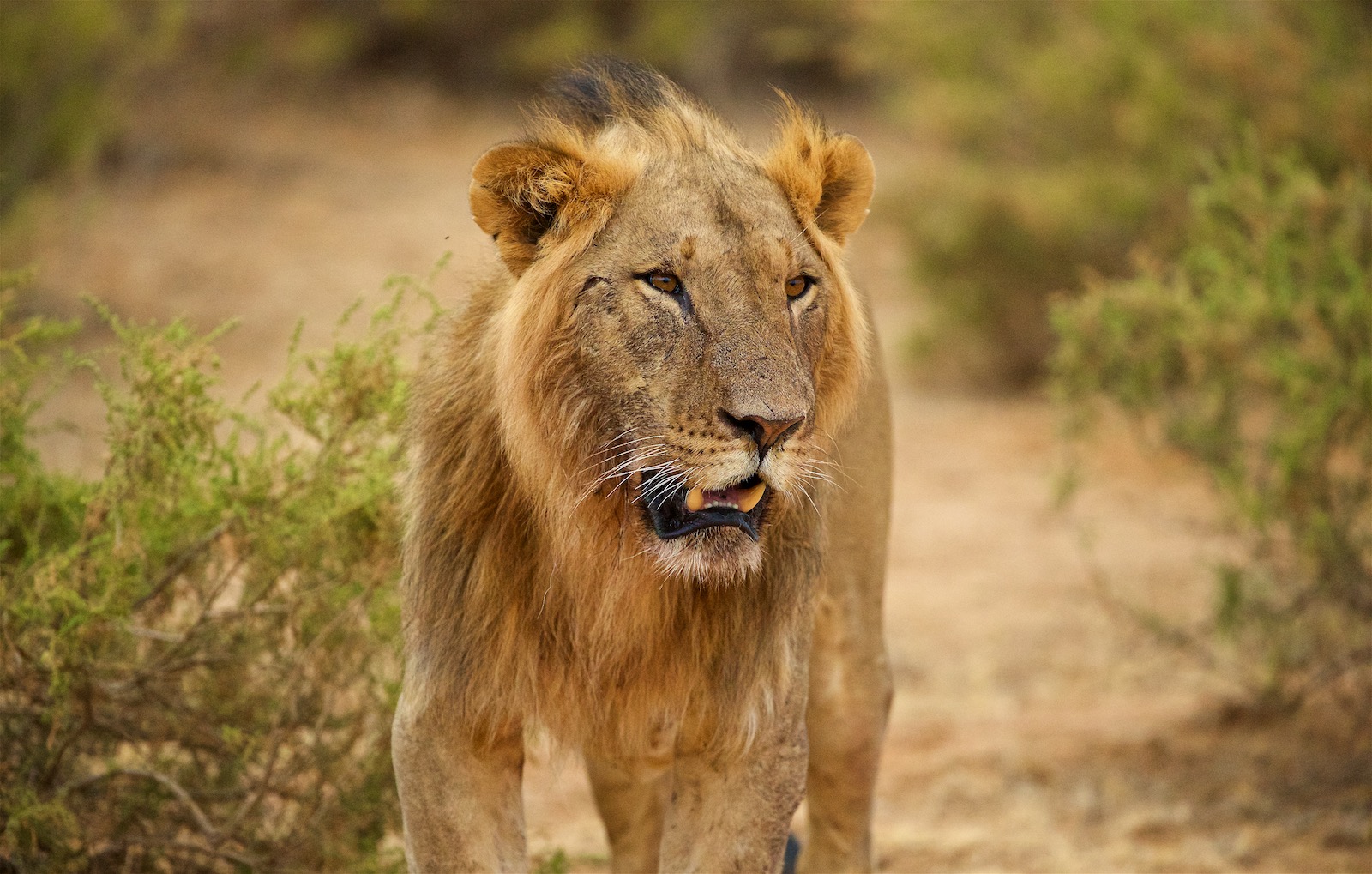 Løve i Kenya
