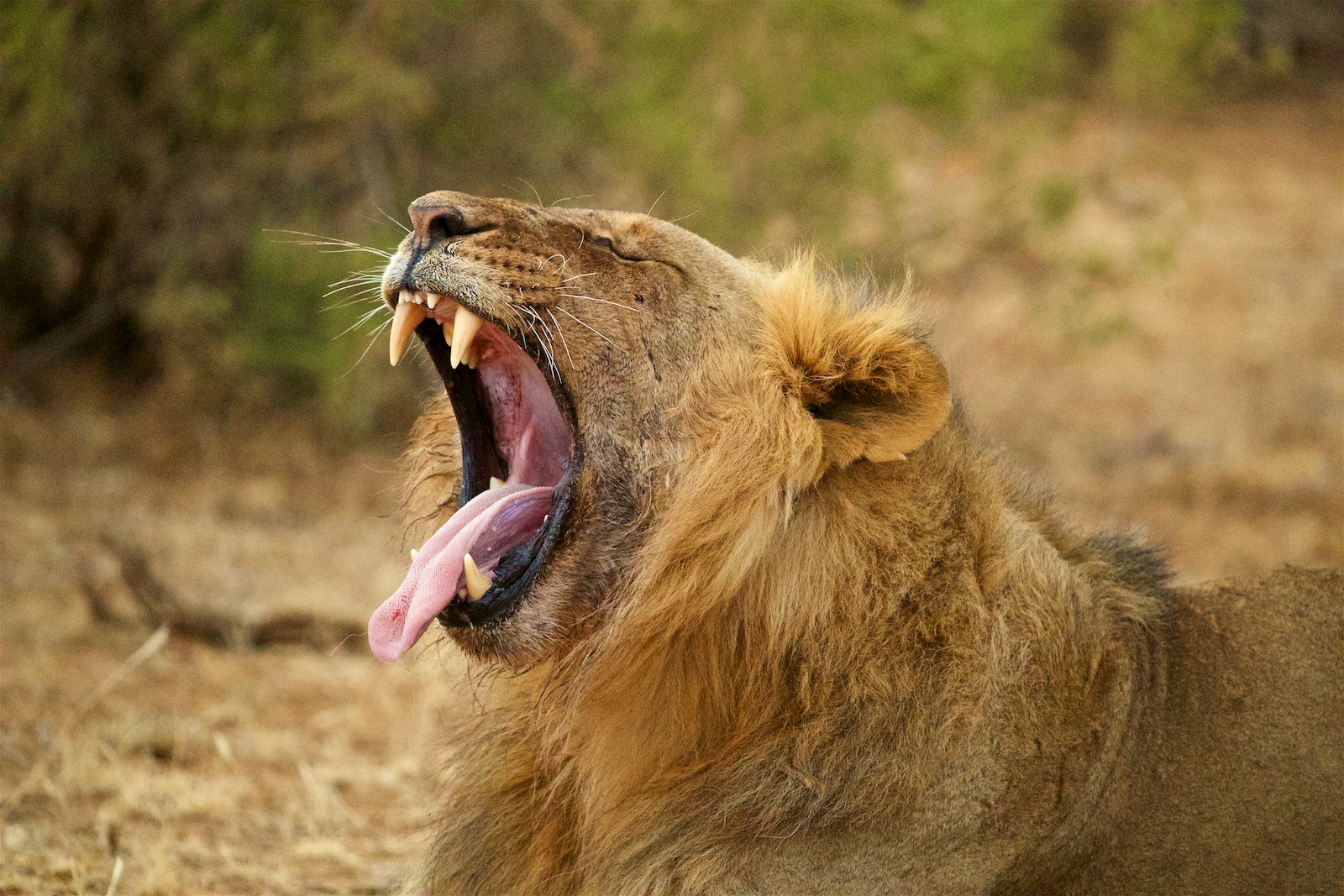 Løve safari i Kenya