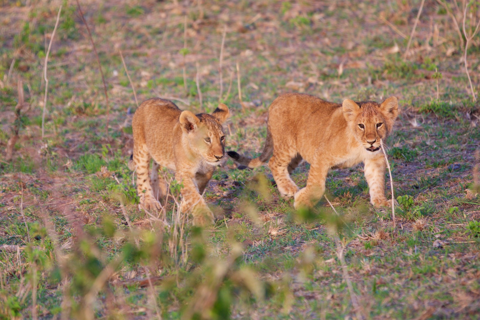 Løveunger Kenya