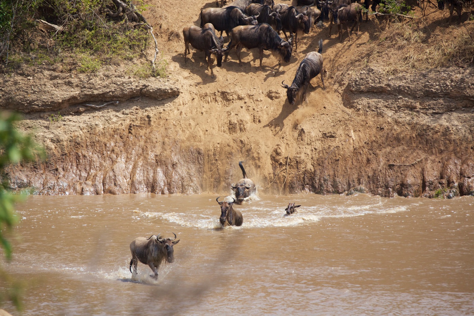 Gnu krydser Masai Mara flod Kenya