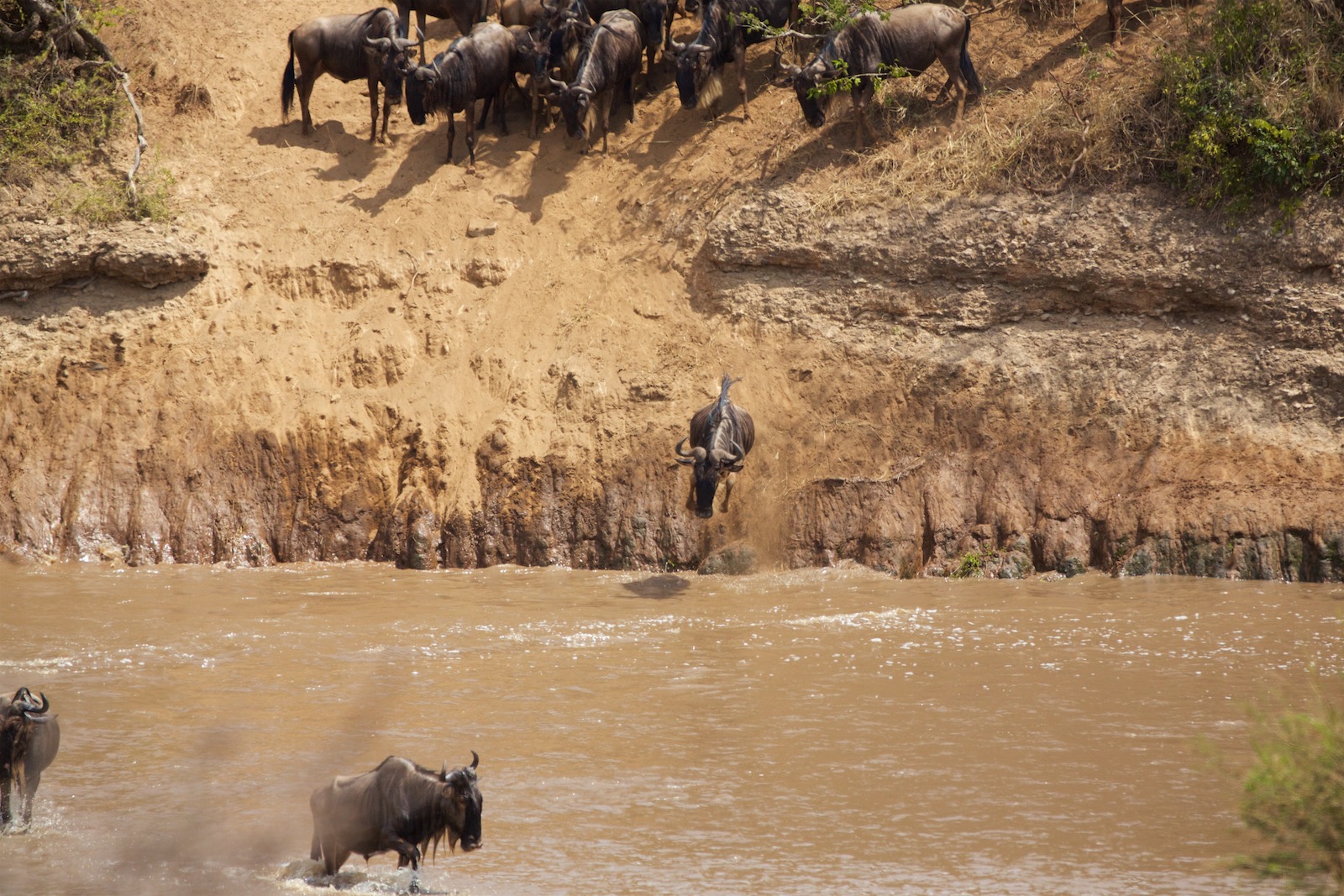 Gnu krydser Masai Mara flod Kenya