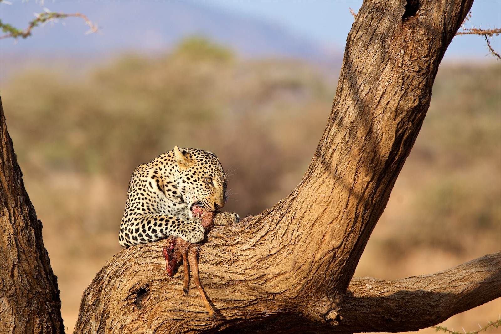 Leopard safari i Kenya