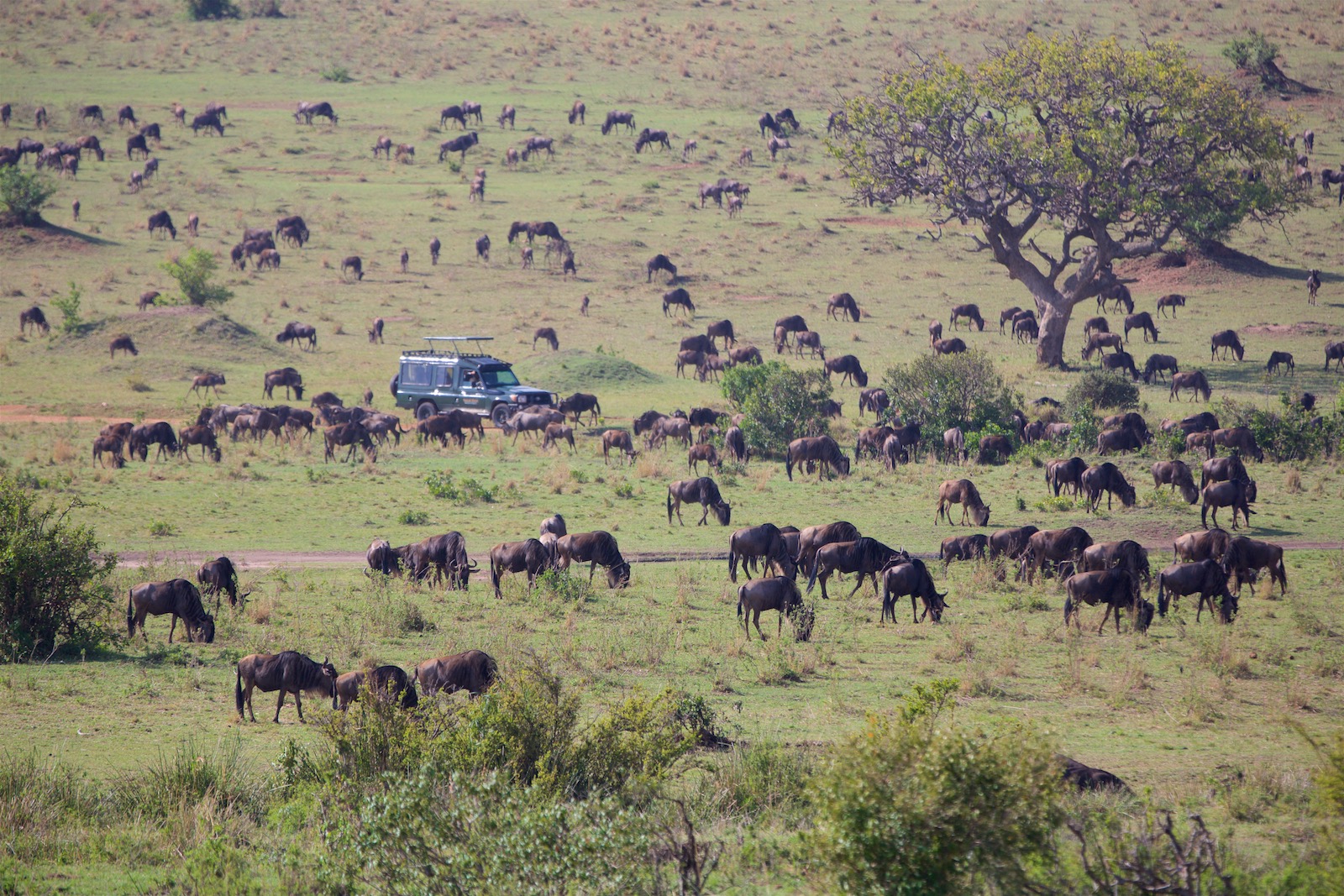Migration safari i Kenya