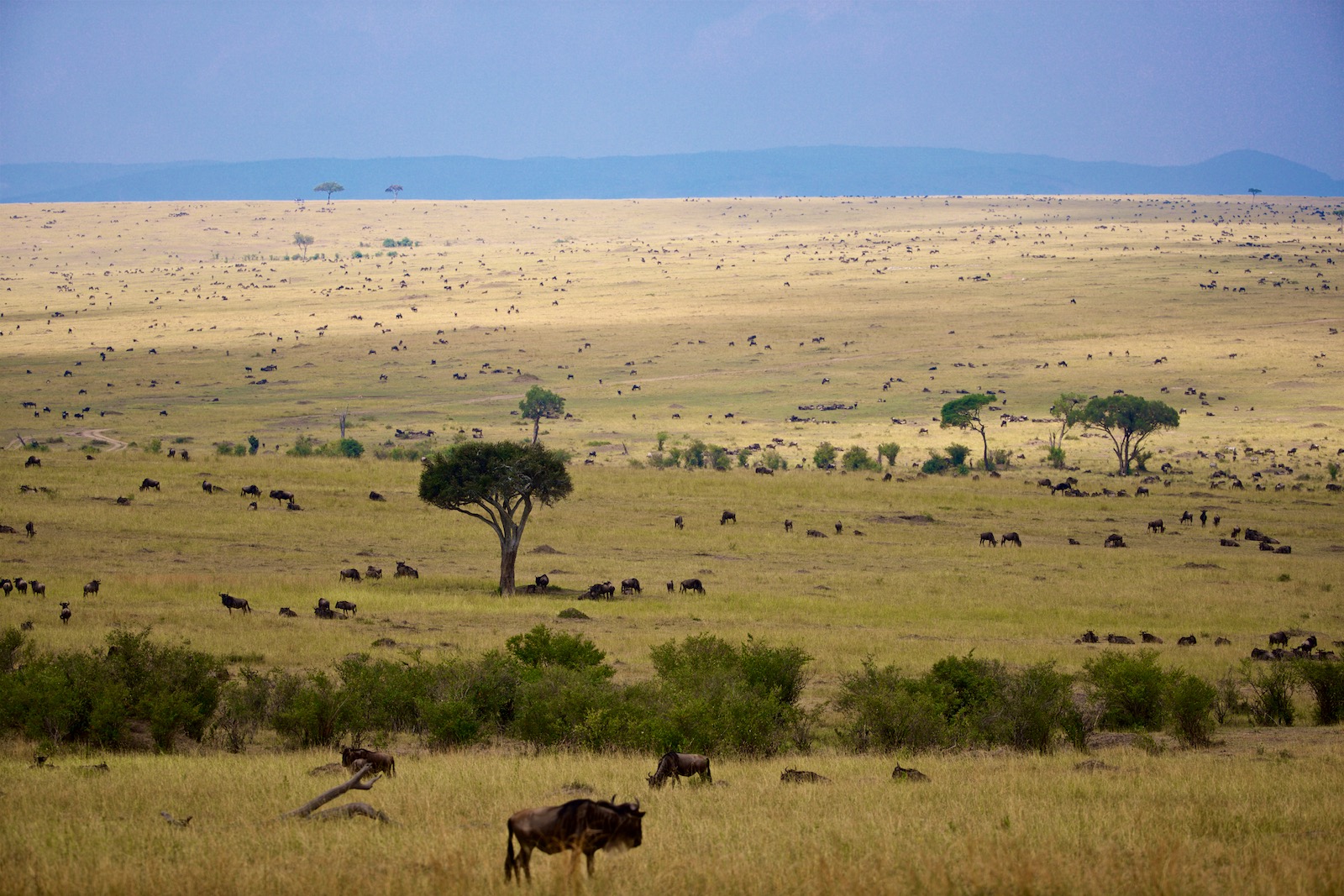 Savanne Masai Mara Kenya