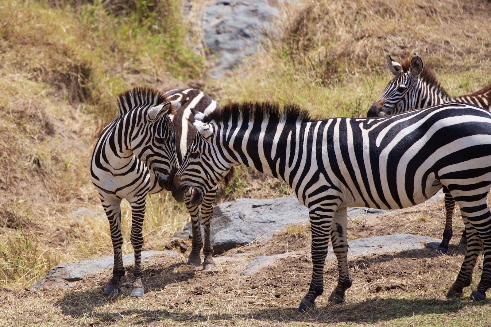 Zebra safari Kenya